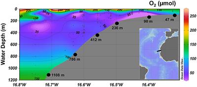 Benthic Dinitrogen Fixation Traversing the Oxygen Minimum Zone Off Mauritania (NW Africa)